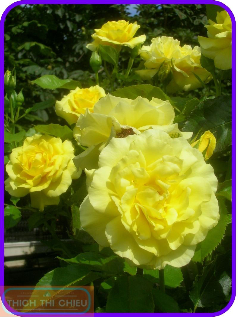Floribunda roses