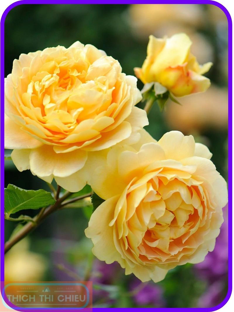 Golden Celebration Rose
