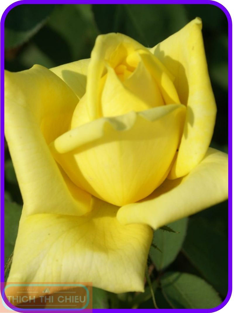 Mellow Yellow Rose