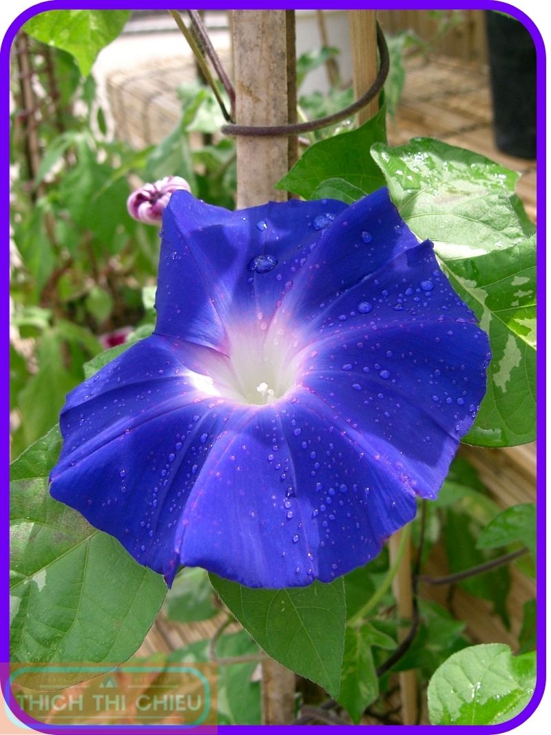 Ipomoea Nil or Ivy Morning Glory