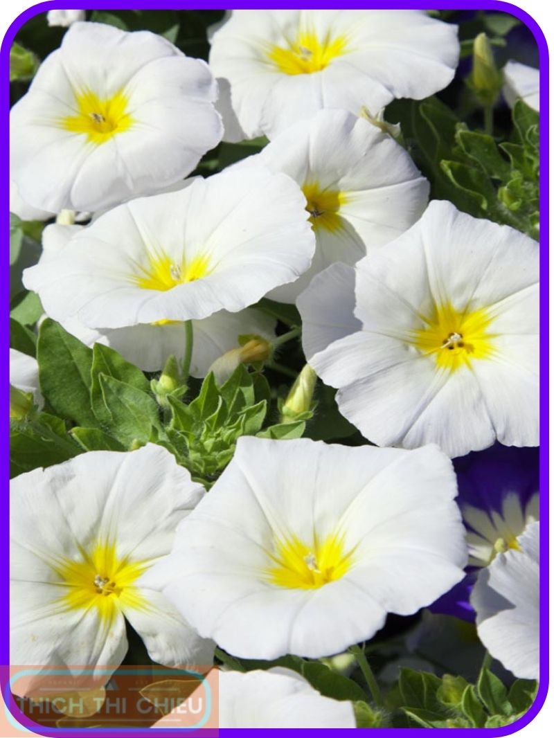 White Dwarf Morning Glory Flowers