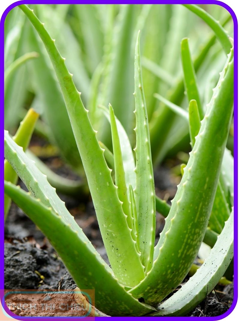 Aloe vera for hair loss