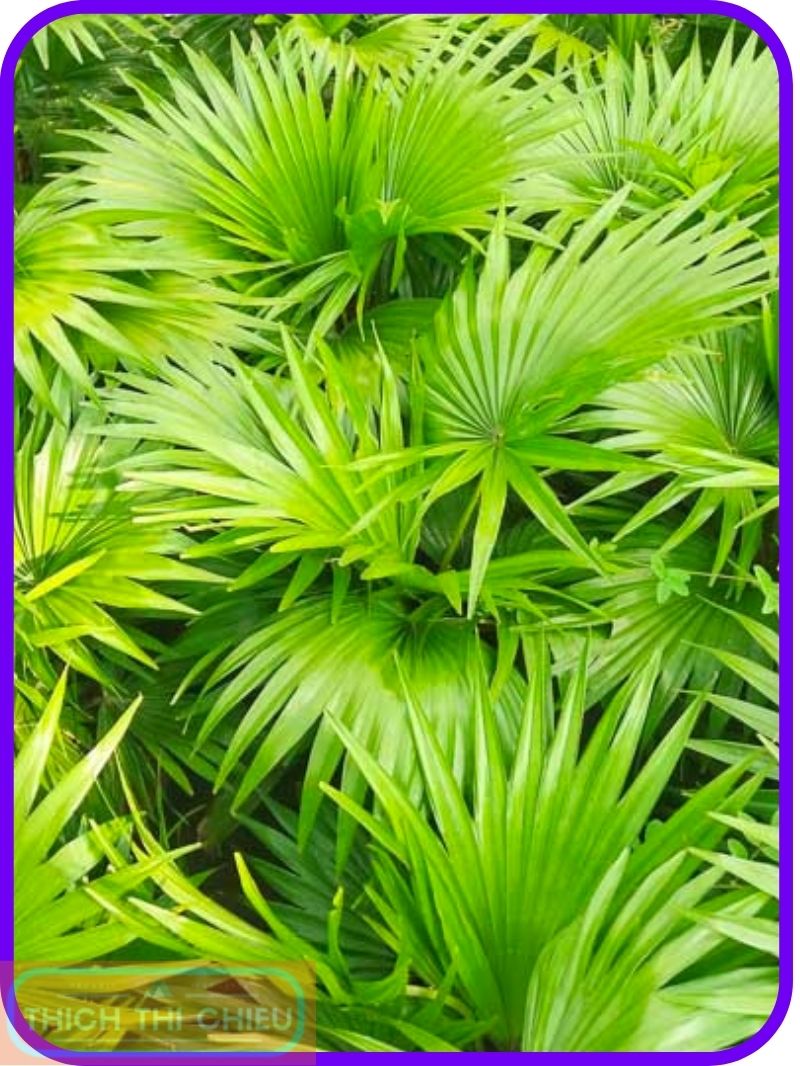 Saw palmetto for hair loss
