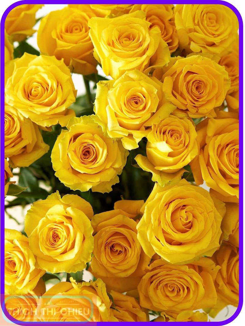 Yellow roses for anniversaries