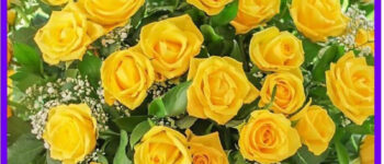 Yellow roses for birthdays